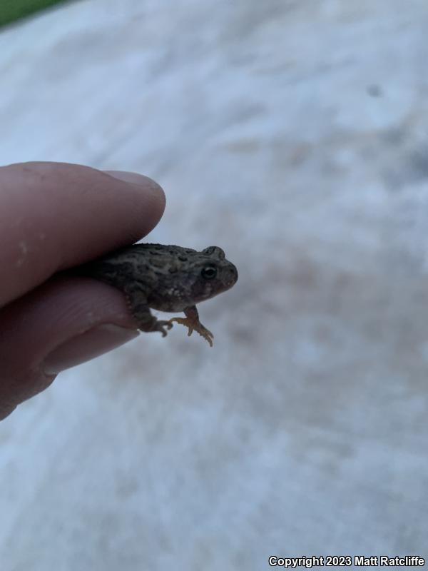 Dwarf American Toad (Anaxyrus americanus charlesmithi)