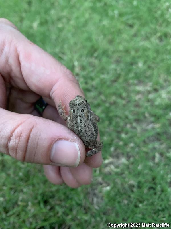 Dwarf American Toad (Anaxyrus americanus charlesmithi)