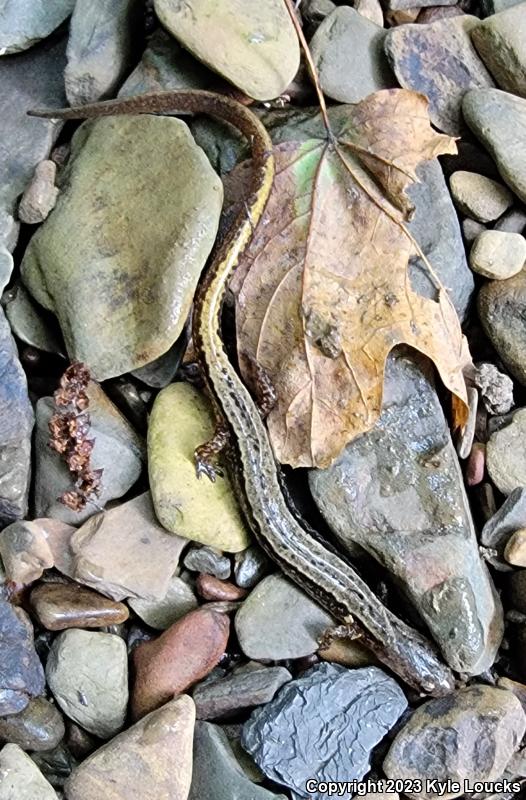 Northern Two-lined Salamander (Eurycea bislineata)