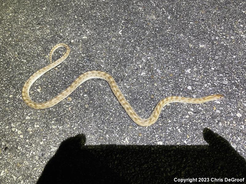 Mojave Glossy Snake (Arizona elegans candida)