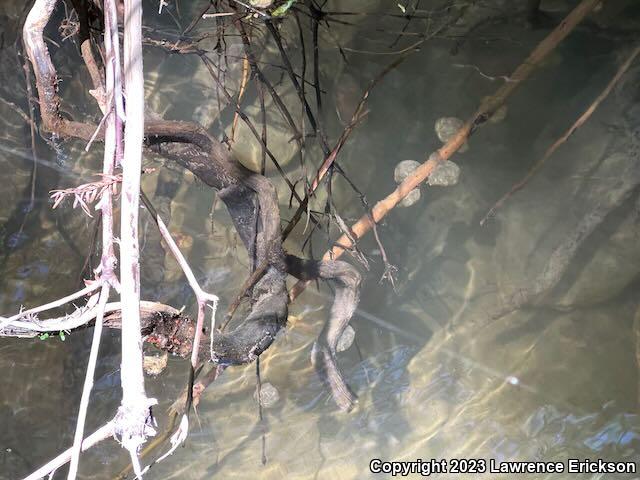 Coast Range Newt (Taricha torosa torosa)