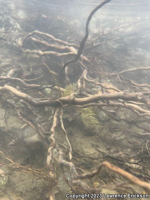 Coast Range Newt (Taricha torosa torosa)