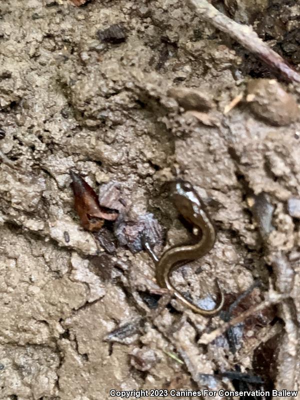 Southern Two-lined Salamander (Eurycea cirrigera)