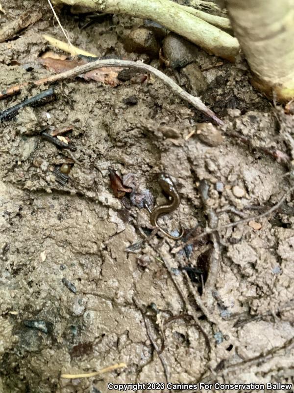 Southern Two-lined Salamander (Eurycea cirrigera)