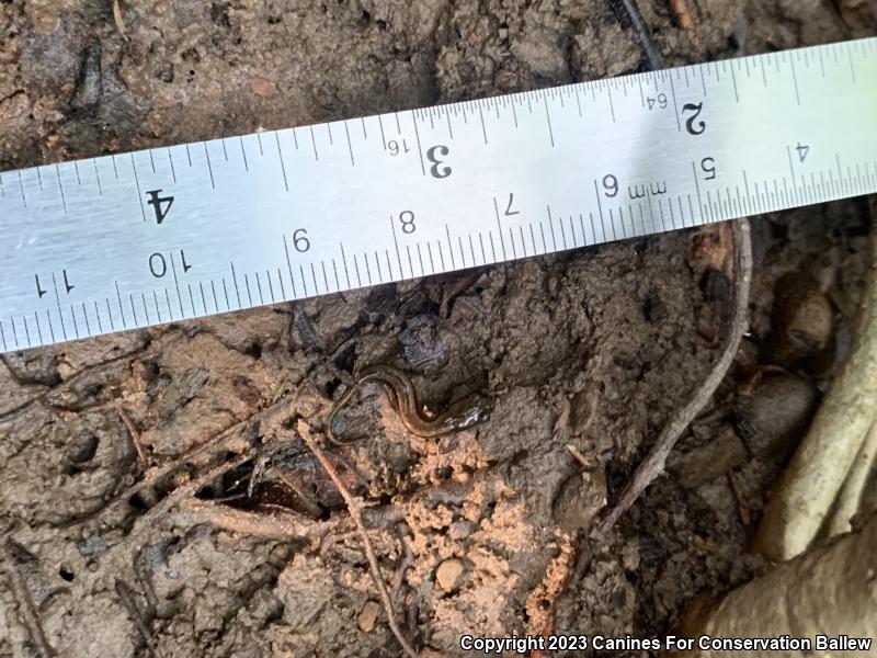 Southern Two-lined Salamander (Eurycea cirrigera)