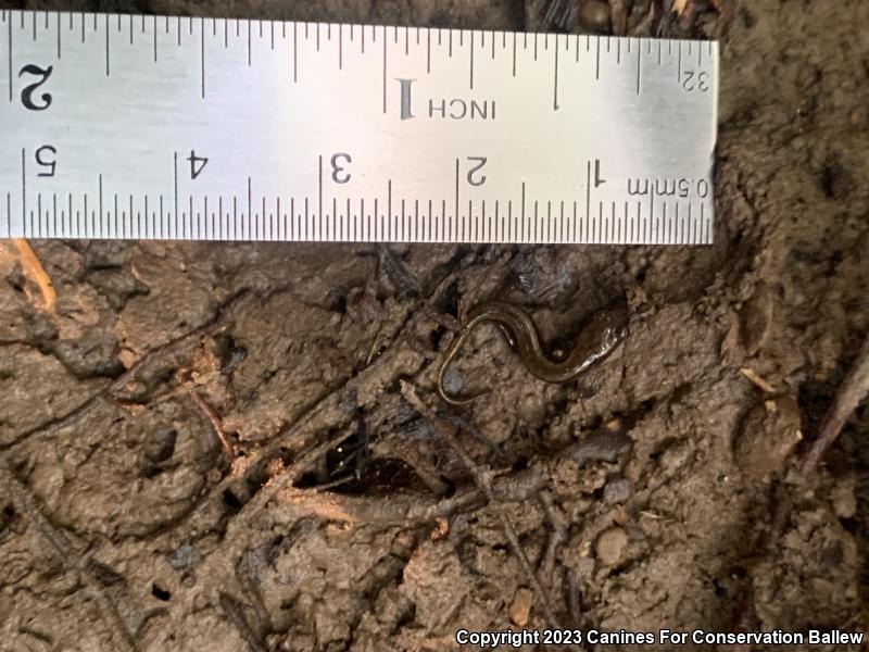 Southern Two-lined Salamander (Eurycea cirrigera)