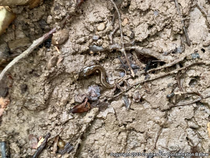 Southern Two-lined Salamander (Eurycea cirrigera)