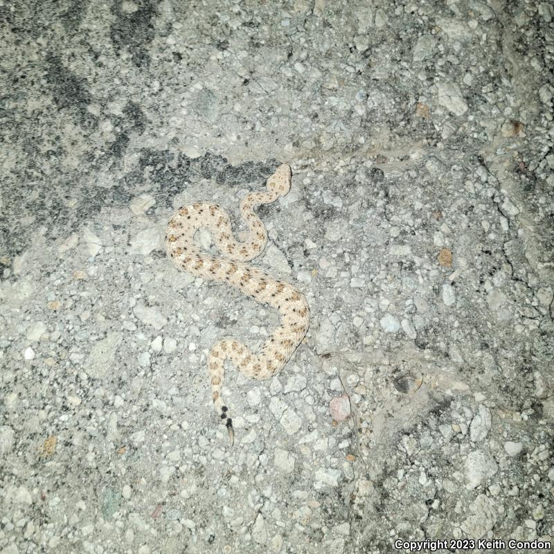 Colorado Desert Sidewinder (Crotalus cerastes laterorepens)