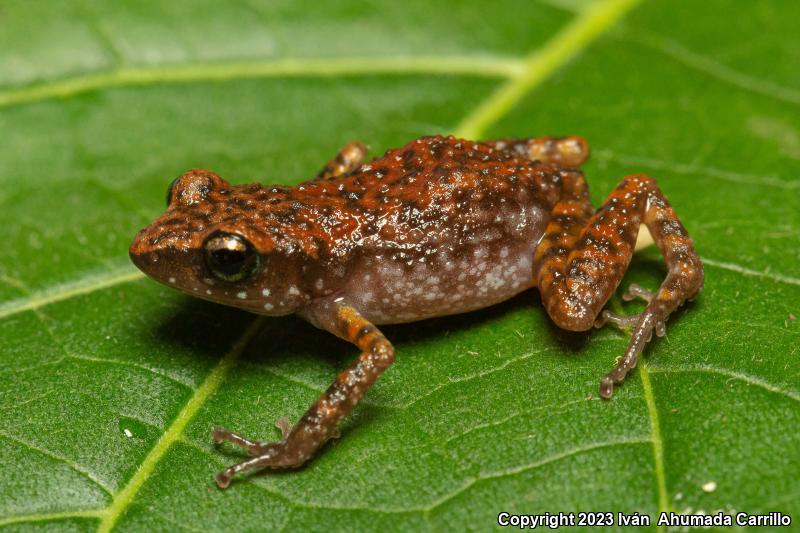 Blunt-toed Chirping Frog (Eleutherodactylus modestus)