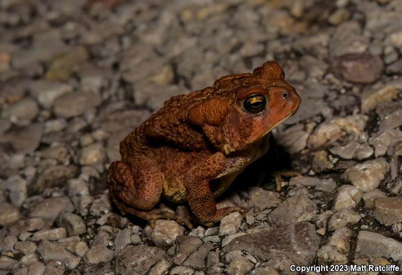 Dwarf American Toad (Anaxyrus americanus charlesmithi)