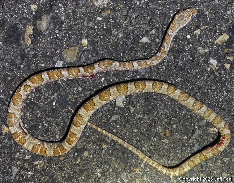 Baja California Lyresnake (Trimorphodon biscutatus lyrophanes)