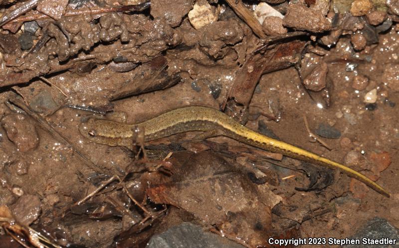 Northern Two-lined Salamander (Eurycea bislineata)