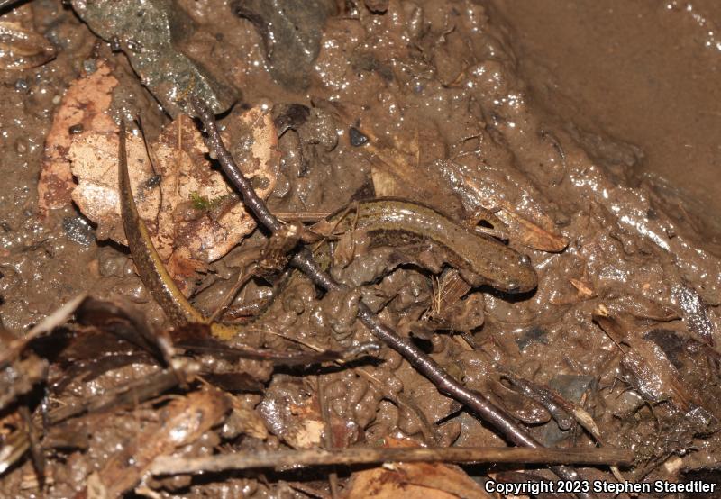 Northern Two-lined Salamander (Eurycea bislineata)