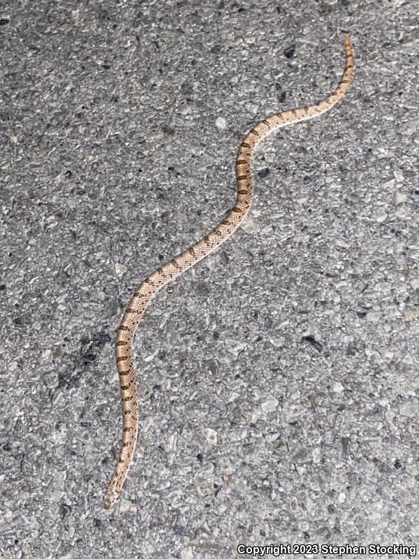 Spotted Leaf-nosed Snake (Phyllorhynchus decurtatus)