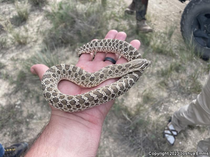 Plains Hog-nosed Snake (Heterodon nasicus)