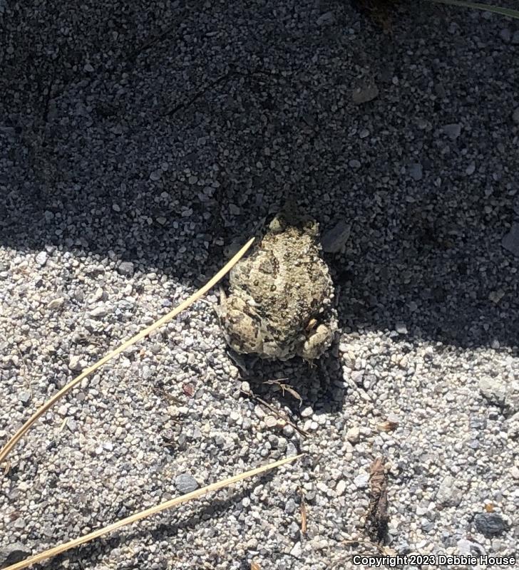 Great Basin Spadefoot (Spea intermontana)