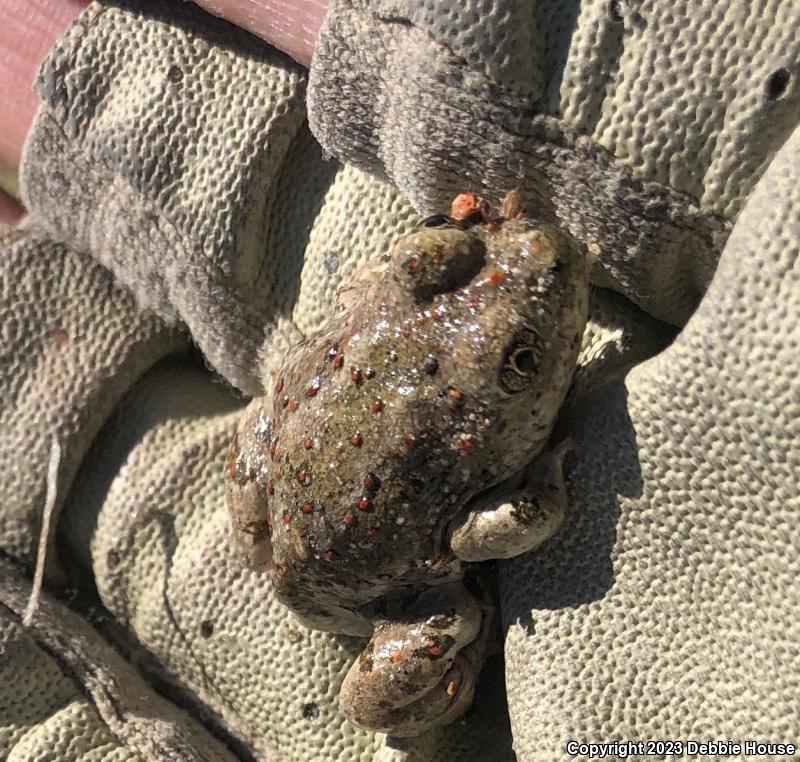 Great Basin Spadefoot (Spea intermontana)