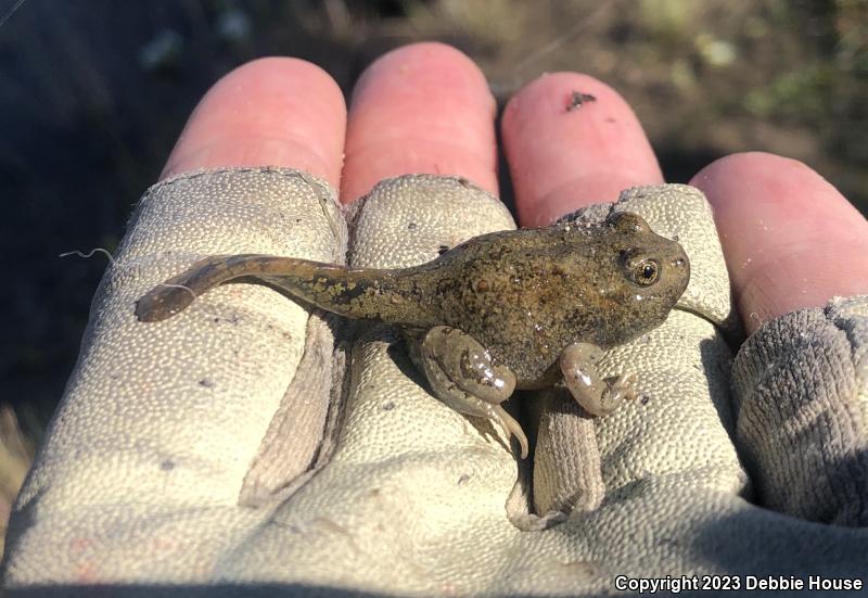 Great Basin Spadefoot (Spea intermontana)