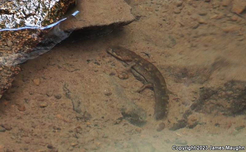 Coastal Giant Salamander (Dicamptodon tenebrosus)