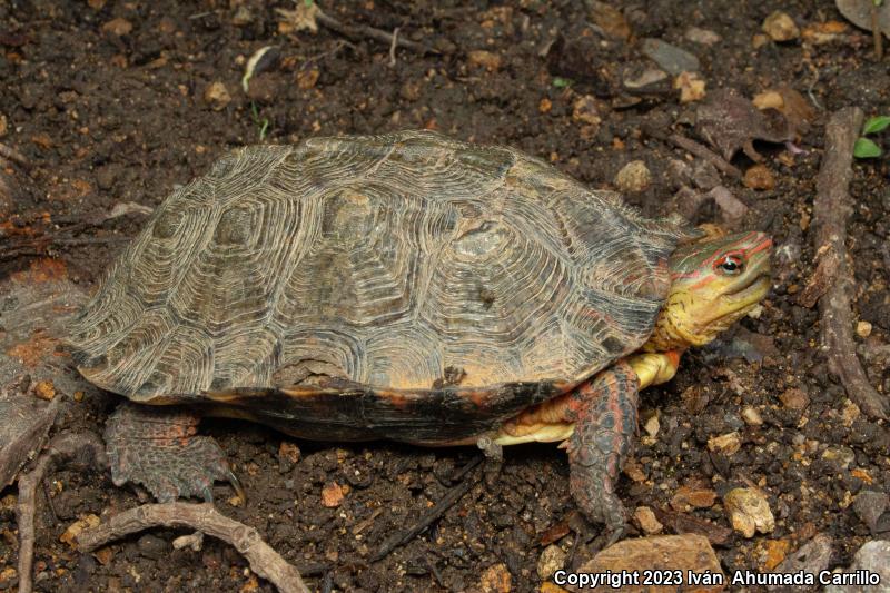 Western Mexican Wood Turtle (Rhinoclemmys pulcherrima rogerbarbouri)