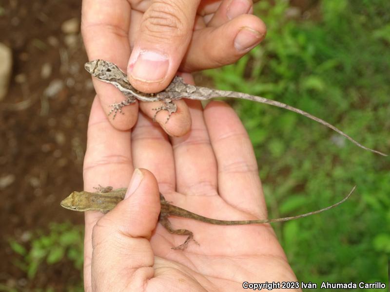 Clouded Anole (Anolis nebulosus)