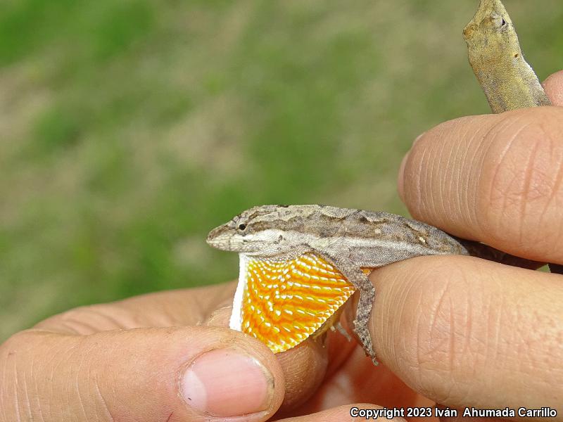 Clouded Anole (Anolis nebulosus)