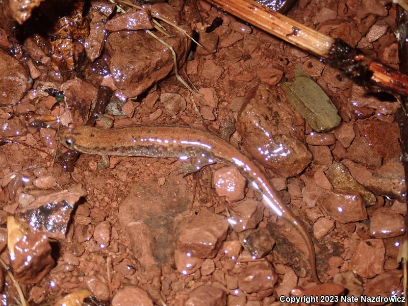 Northern Dusky Salamander (Desmognathus fuscus)