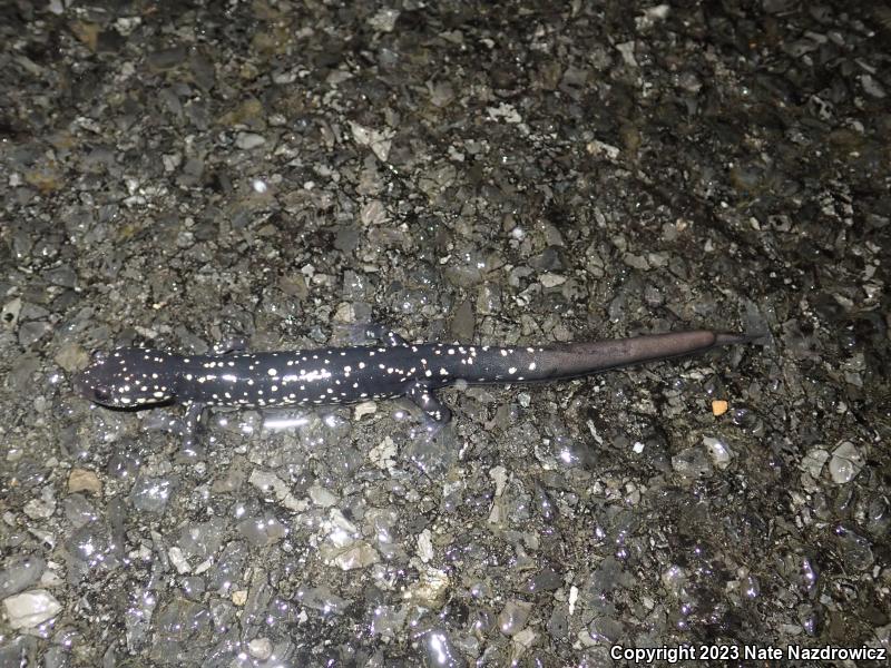 Northern Slimy Salamander (Plethodon glutinosus)