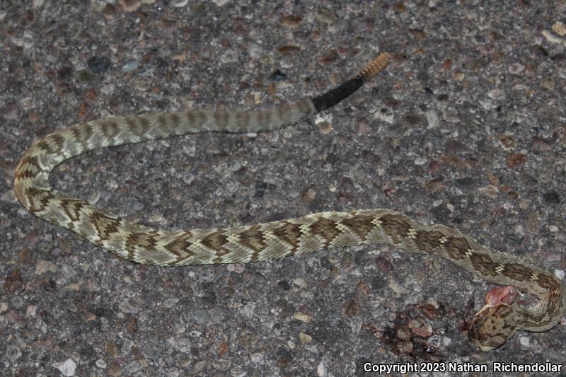 Northern Black-tailed Rattlesnake (Crotalus molossus molossus)