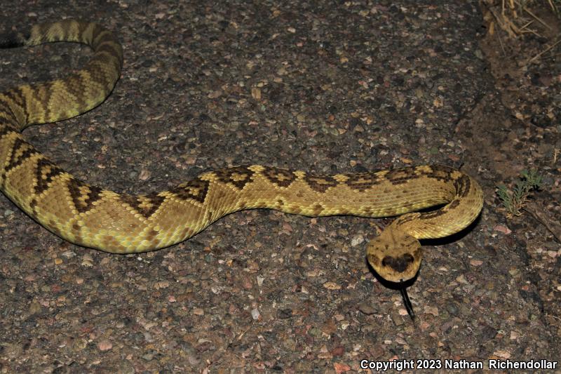 Northern Black-tailed Rattlesnake (Crotalus molossus molossus)