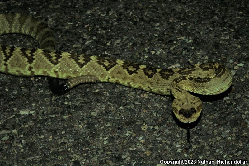 Northern Black-tailed Rattlesnake (Crotalus molossus molossus)