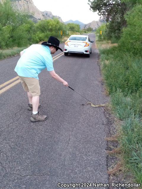 Northern Black-tailed Rattlesnake (Crotalus molossus molossus)