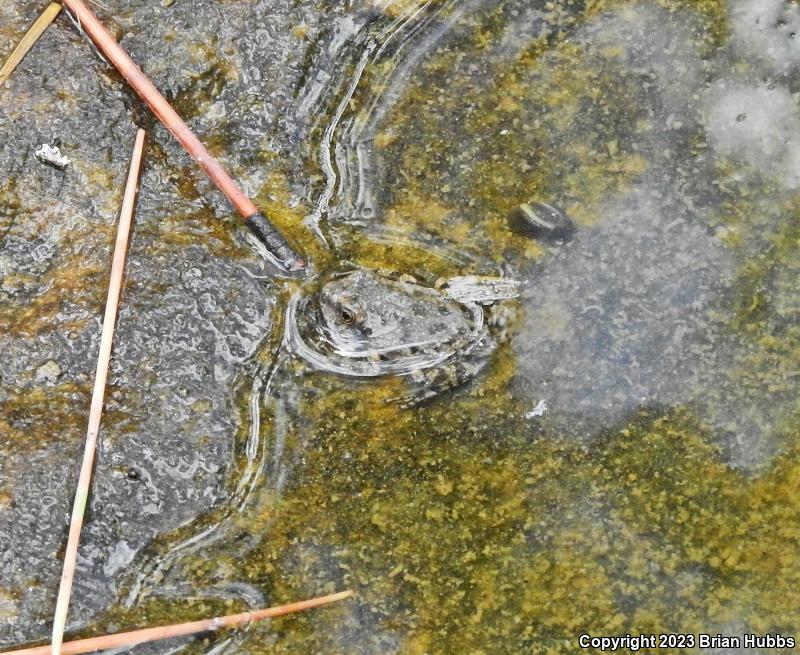 Canyon Treefrog (Hyla arenicolor)