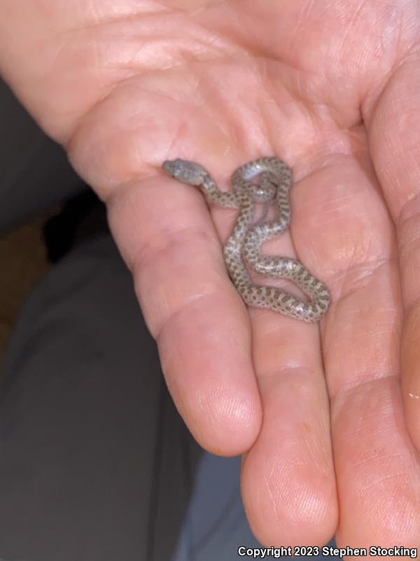 Desert Nightsnake (Hypsiglena chlorophaea deserticola)