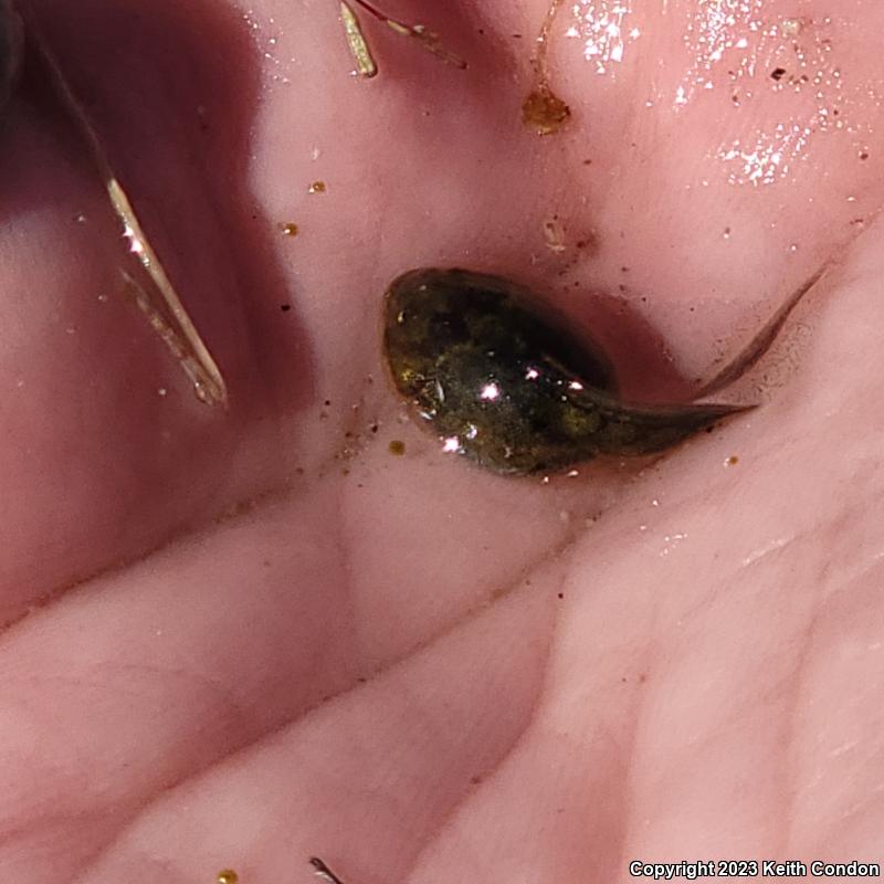 Great Basin Spadefoot (Spea intermontana)