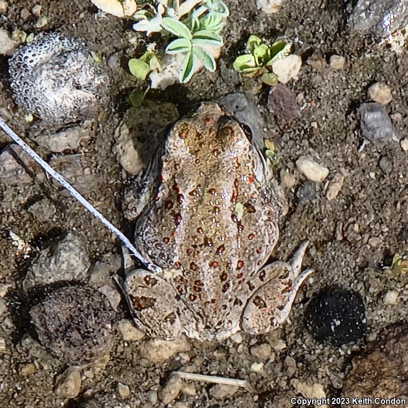 Great Basin Spadefoot (Spea intermontana)