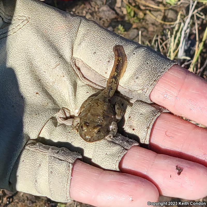 Great Basin Spadefoot (Spea intermontana)