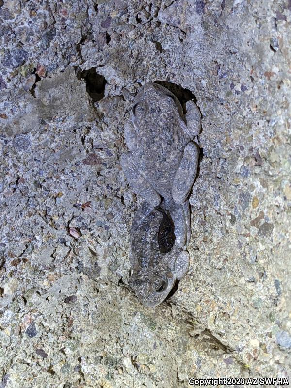 Canyon Treefrog (Hyla arenicolor)