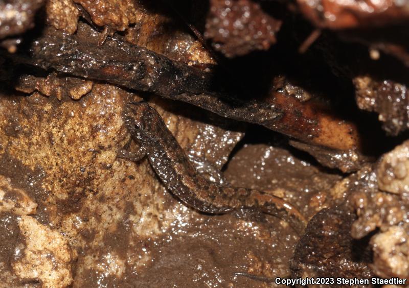 Northern Dusky Salamander (Desmognathus fuscus)