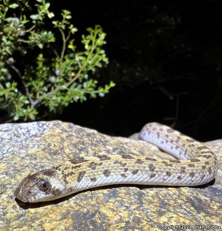 Spotted Leaf-nosed Snake (Phyllorhynchus decurtatus)