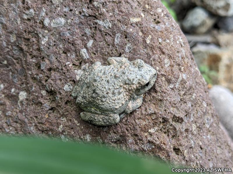 Canyon Treefrog (Hyla arenicolor)