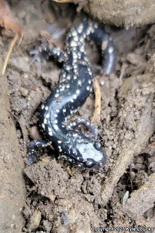 Northern Slimy Salamander (Plethodon glutinosus)