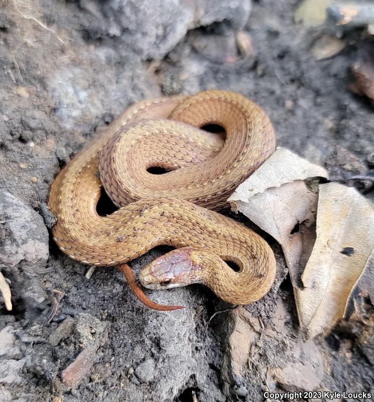 Northern Red-bellied Snake (Storeria occipitomaculata occipitomaculata)