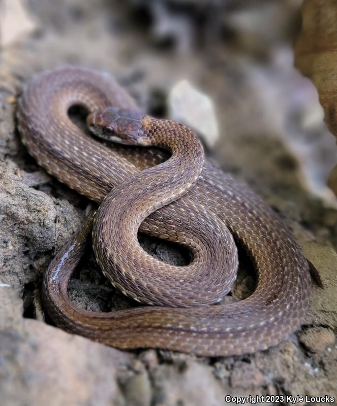 Northern Red-bellied Snake (Storeria occipitomaculata occipitomaculata)