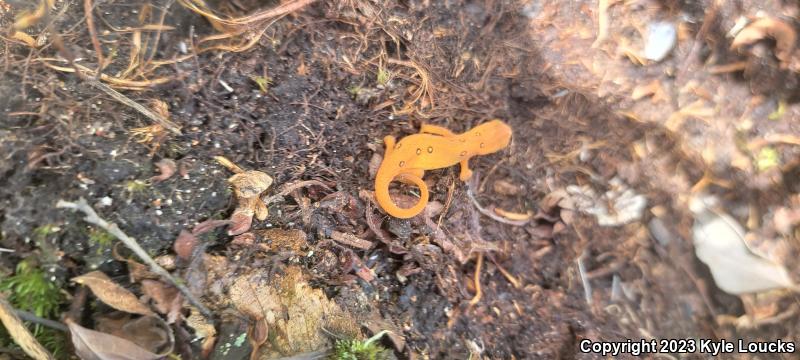 Red-Spotted Newt (Notophthalmus viridescens viridescens)