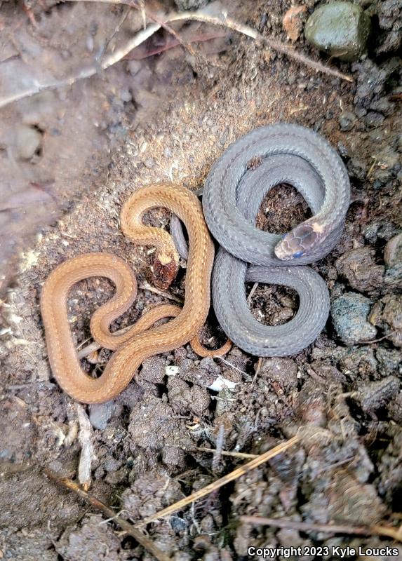 Northern Red-bellied Snake (Storeria occipitomaculata occipitomaculata)