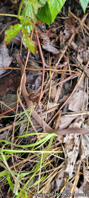 Northern Red-bellied Snake (Storeria occipitomaculata occipitomaculata)