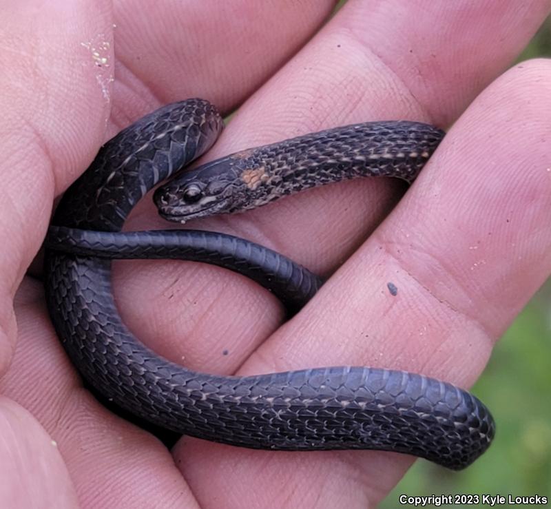 Northern Red-bellied Snake (Storeria occipitomaculata occipitomaculata)