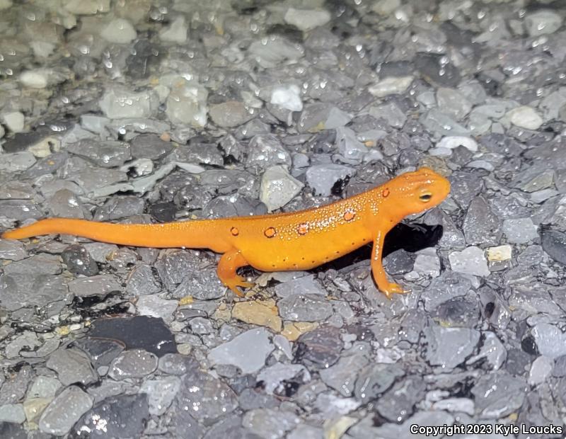 Red-Spotted Newt (Notophthalmus viridescens viridescens)