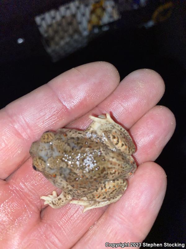 Montain Spadefoot (Spea multiplicata multiplicata)